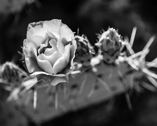 Mastering Depth of Field